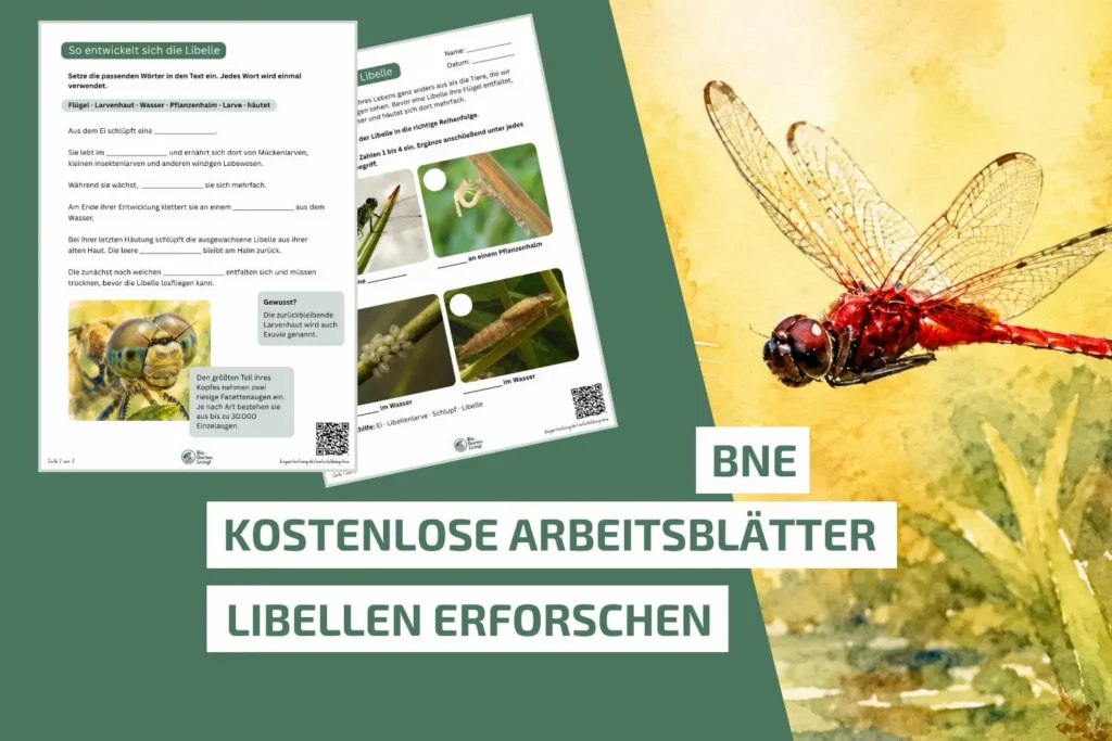 Kostenlose BNE-Arbeitsblätter zum Erforschen von Libellen für die Grundschule