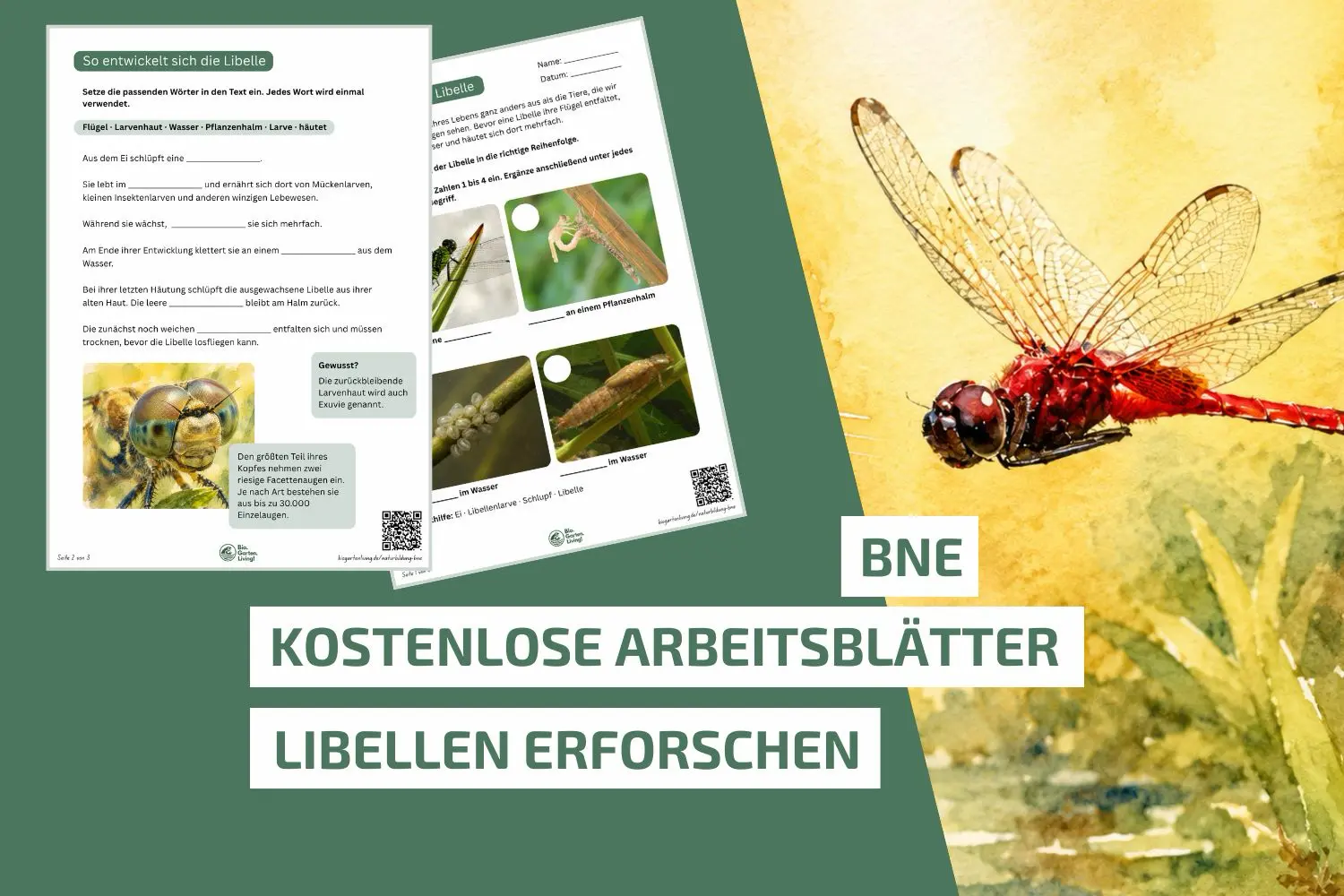 Libellen erforschen: Unterrichtsmaterial für die Grundschule