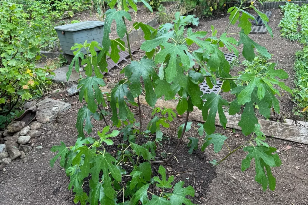 Umgepflanzte Little Miss Figgy im Schrebergarten direkt nach dem Versetzen im Herbst