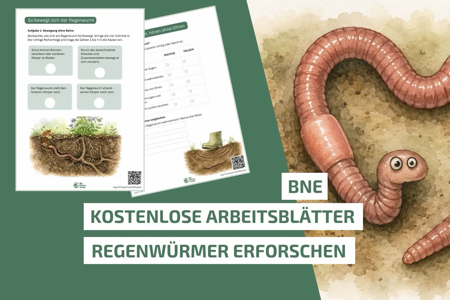 Regenwürmer erforschen: Unterrichtsmaterial für die Grundschule