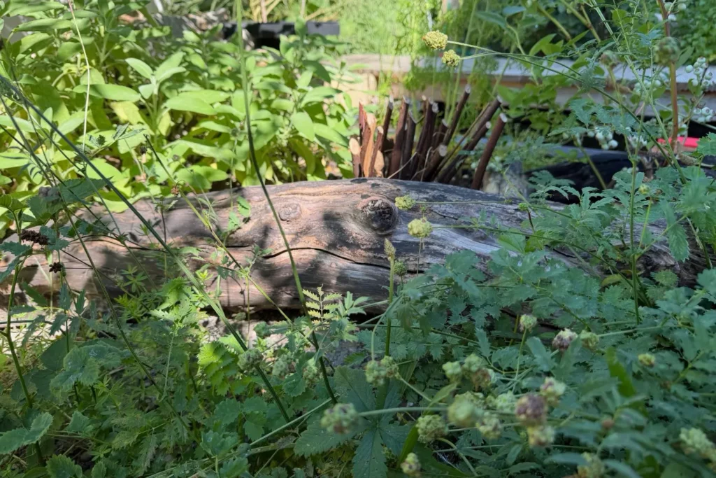 Liegender Baumstamm zwischen dichter Wildstaudenvegetation