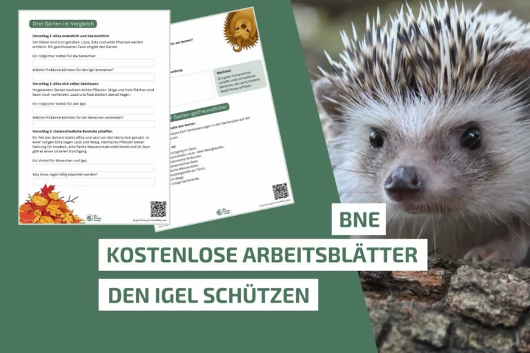 Den Igel schützen: Unterrichtsmaterial für die Grundschule Kostenlose BNE-Arbeitsblätter über das Thema "Igel schützen" und Garten igelfreundlich gestalten