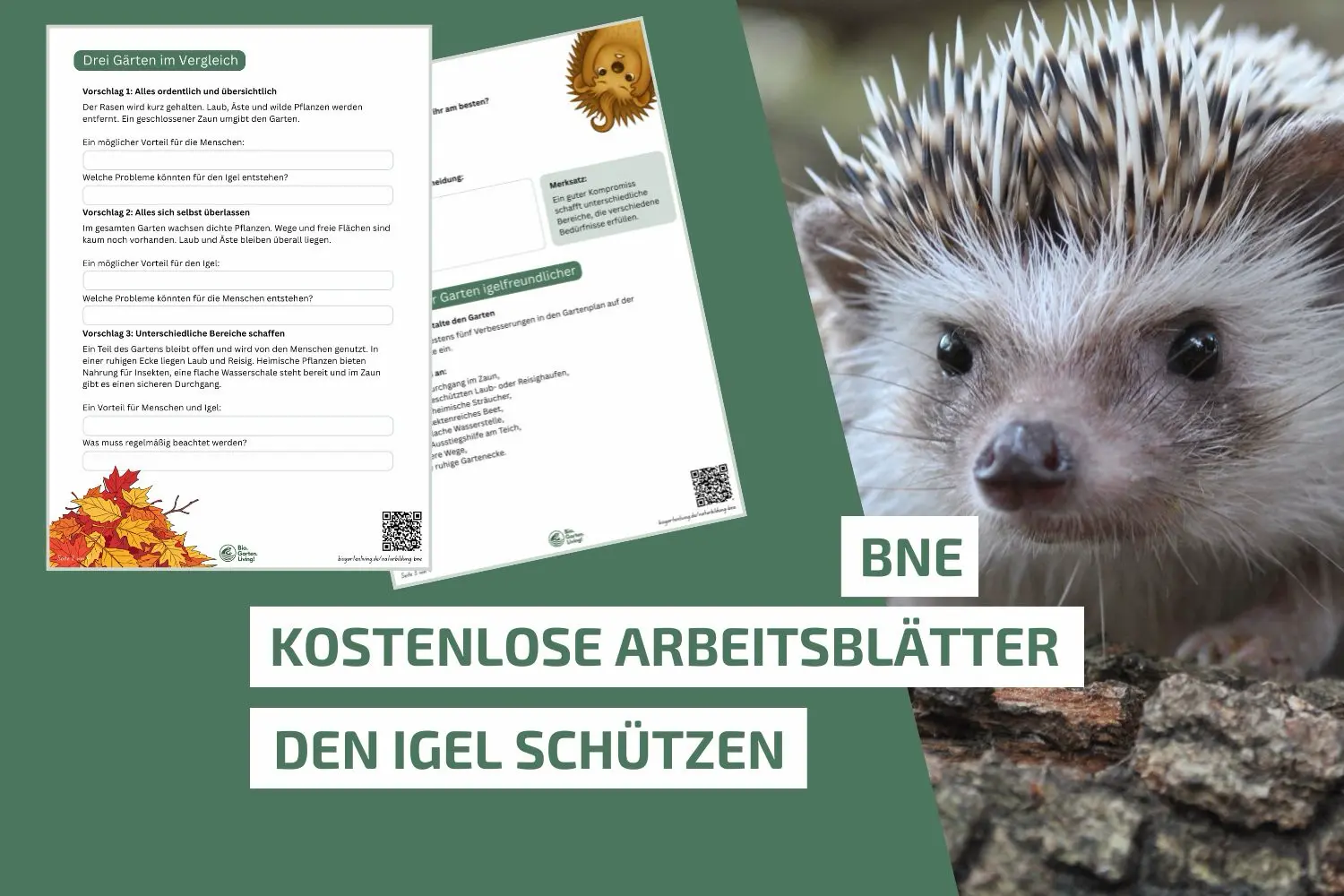 Den Igel schützen: Unterrichtsmaterial für die Grundschule