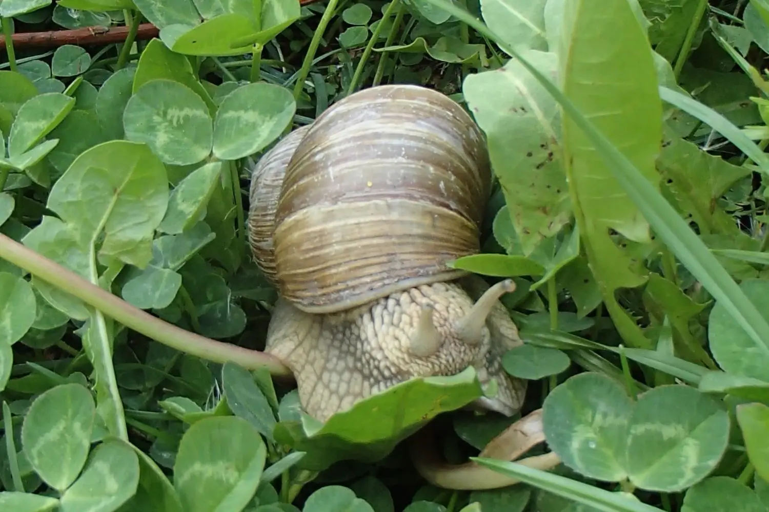 10 spannende Fakten über die Weinbergschnecke