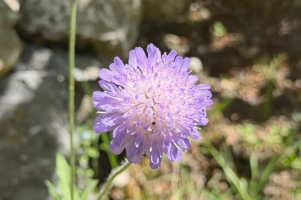 Blüte der Acker-Witwenblume (Knautia arvensis) in unserem Garten