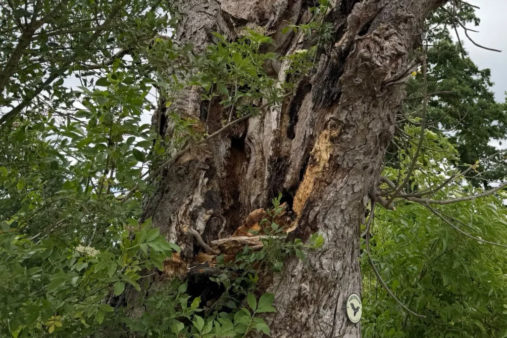 Alter Baum mit mehreren natürlichen Höhlen als mögliches Quartier für Fledermäuse