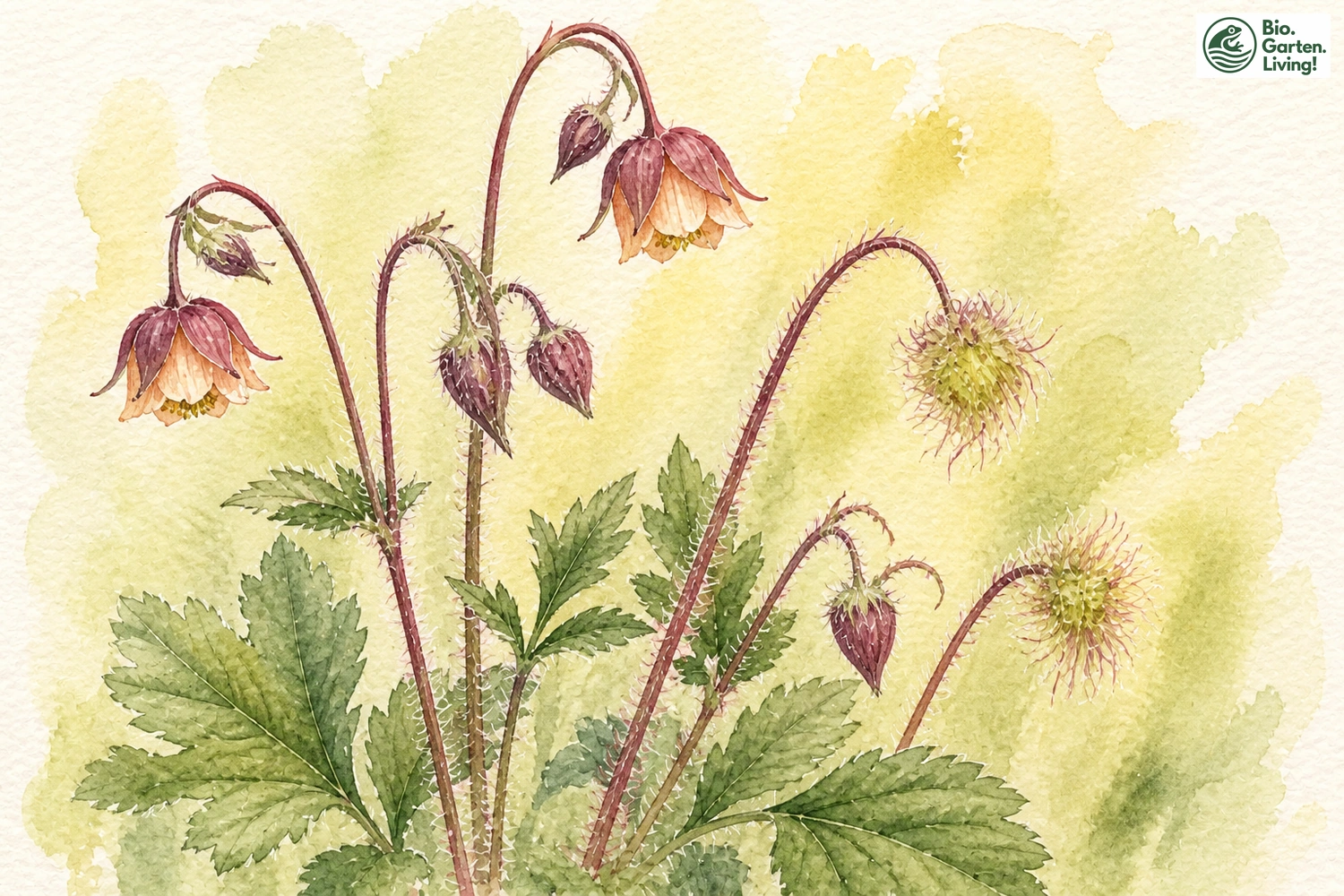Aquarellillustration der Bach-Nelkenwurz (Geum rivale)