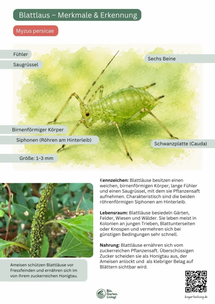 Steckbrief einer Blattlaus mit beschrifteten Merkmalen wie Saugrüssel, Siphonen, Cauda und birnenförmigem Körper.