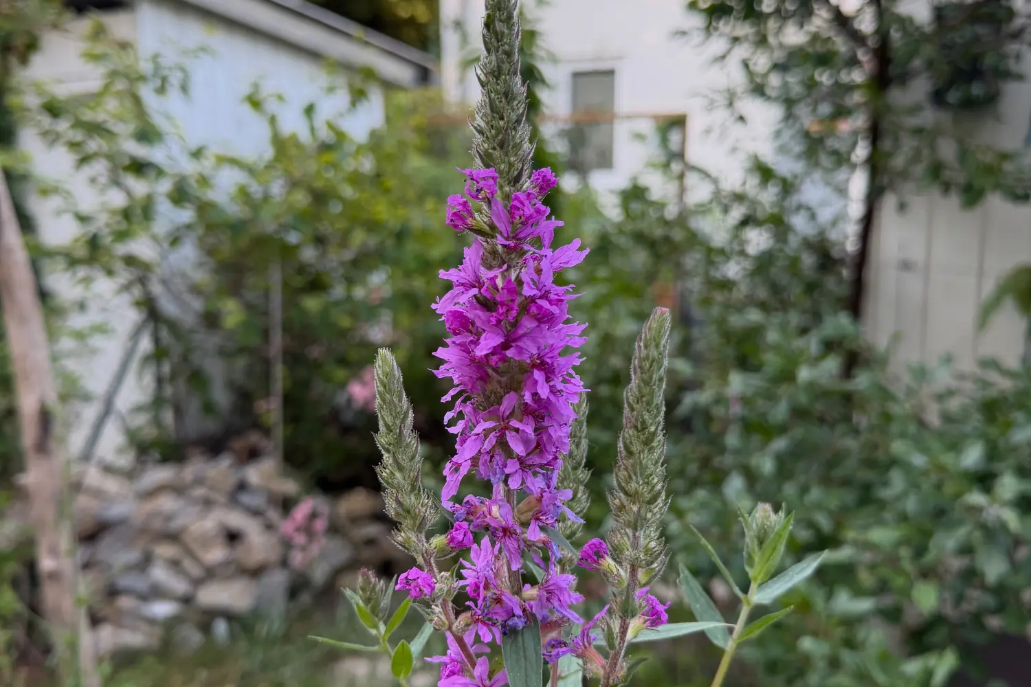 Blühender Blutweiderich (Lythrum salicaria) in unserem Garten