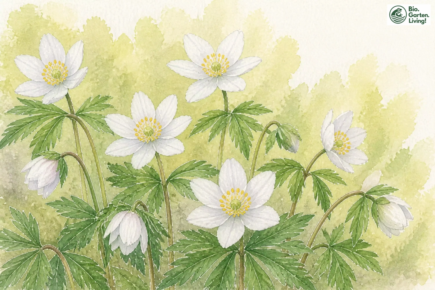 Aquarellillustration des Busch-Windröschens (Anemone nemorosa)