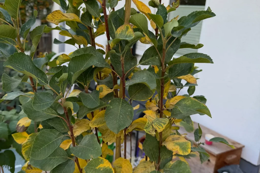 Durch Mehltau geschwächte Echte Felsenbirne mit vergilbten Blättern im Spätsommer.