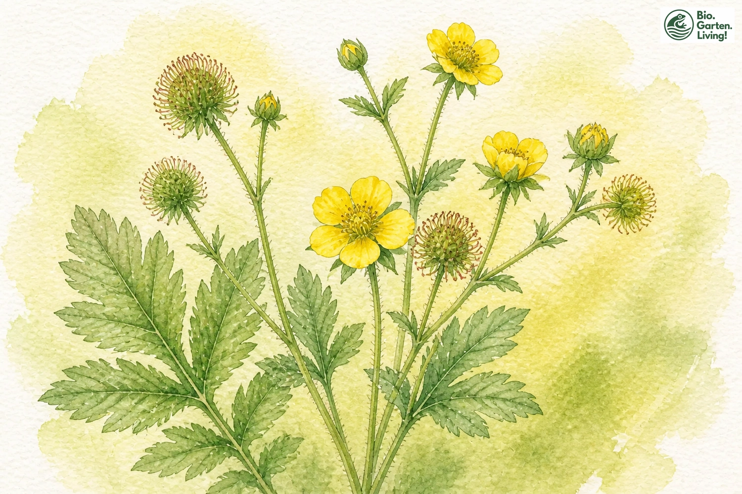 Aquarellillustration der Echten Nelkenwurz (Geum urbanum)