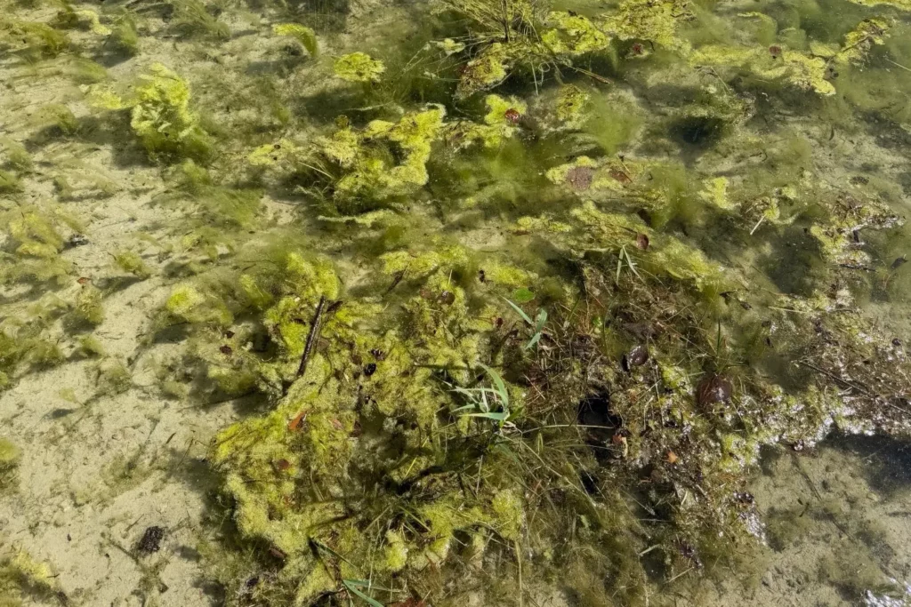 Dichte grüne Fadenalgen im flachen Wasser eines Gartenteichs