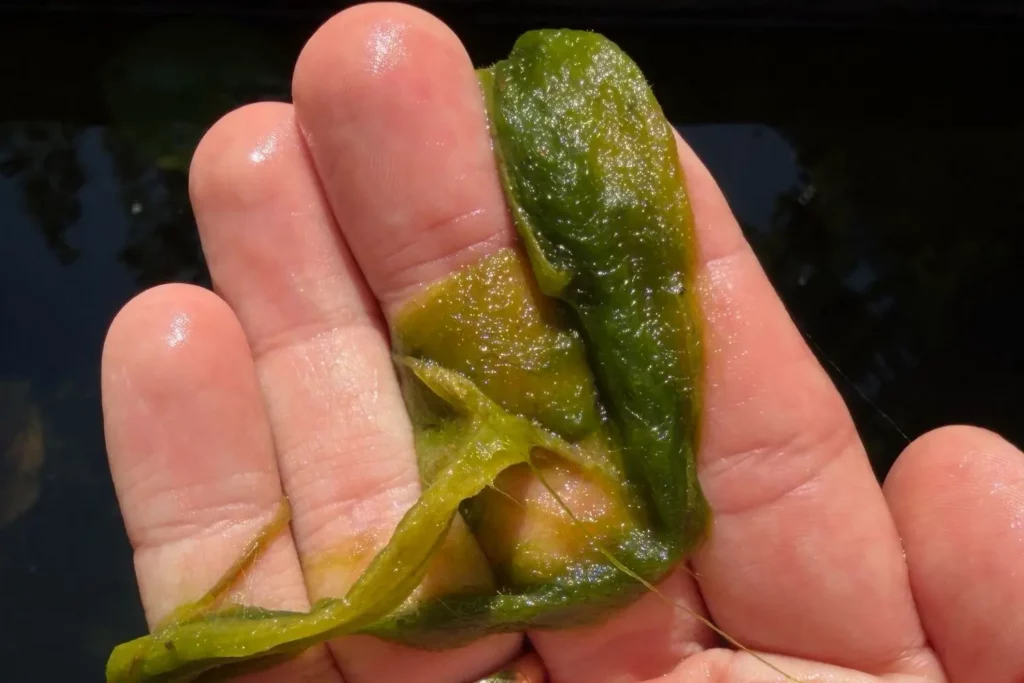 Mit der Hand aus dem Gartenteich entfernte Fadenalgen