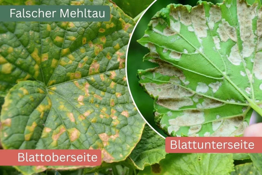 Falscher Mehltau: Flecken auf der Blattoberseite und Pilzrasen auf der Blattunterseite