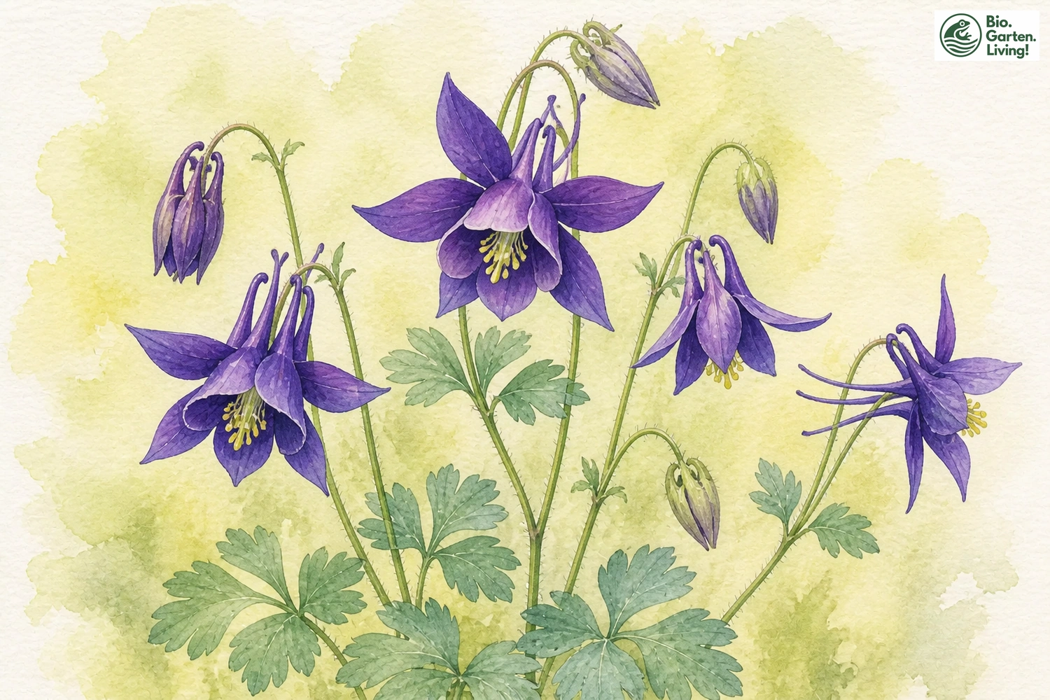 Aquarellillustration der Gemeinen Akelei (Aquilegia vulgaris)