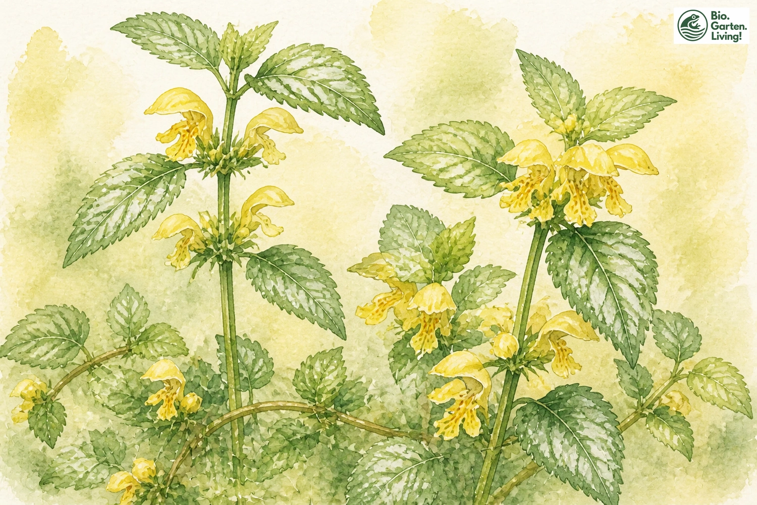 Aquarellillustration der Gewöhnlichen Goldnessel (Lamium galeobdolon)