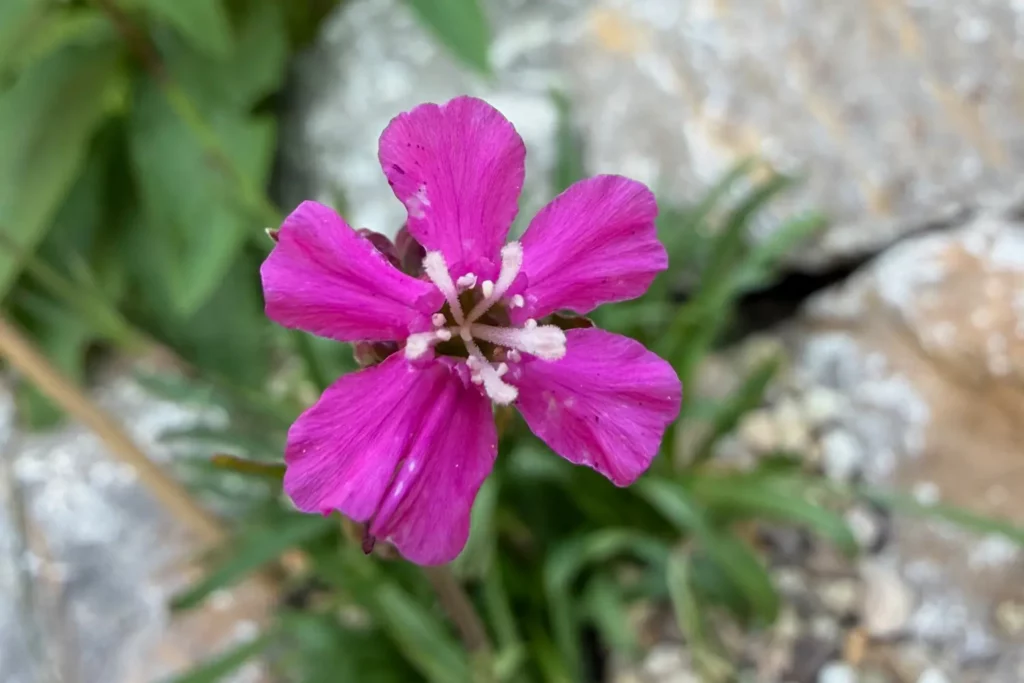 Blüte der Gewöhnlichen Pechnelke (Viscaria vulgaris) in unserem Garten
