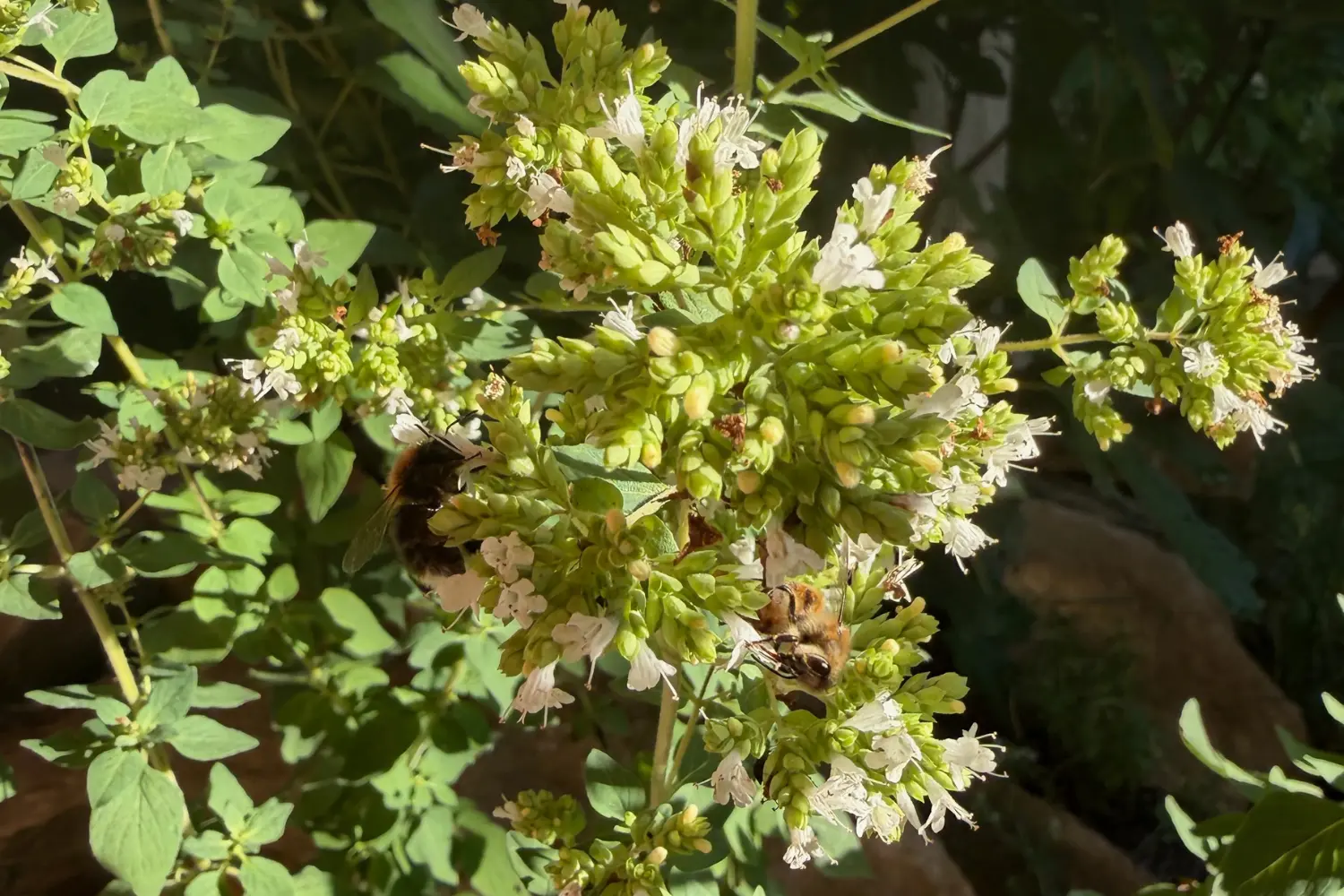 Gewöhnlicher Dost (Origanum vulgare) mit Hummel und Honigbiene in unserem Garten