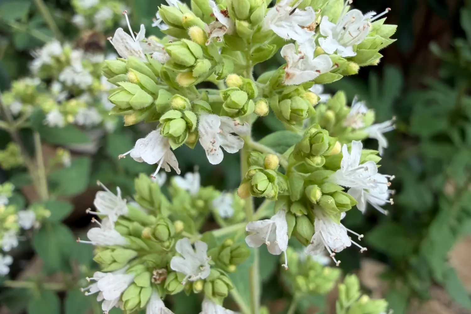 Weiße Blüten des Gewöhnlichen Dosts (Origanum vulgare) in unserem Garten
