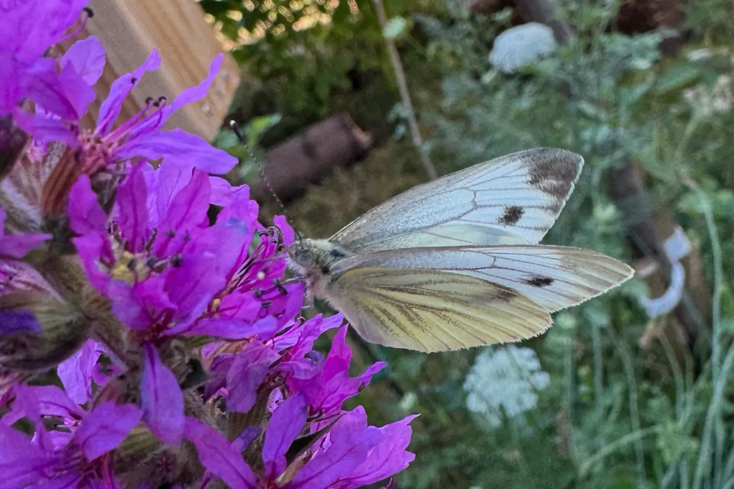 Großer Kohlweißling (Pieris brassicae) auf violetten Blüten