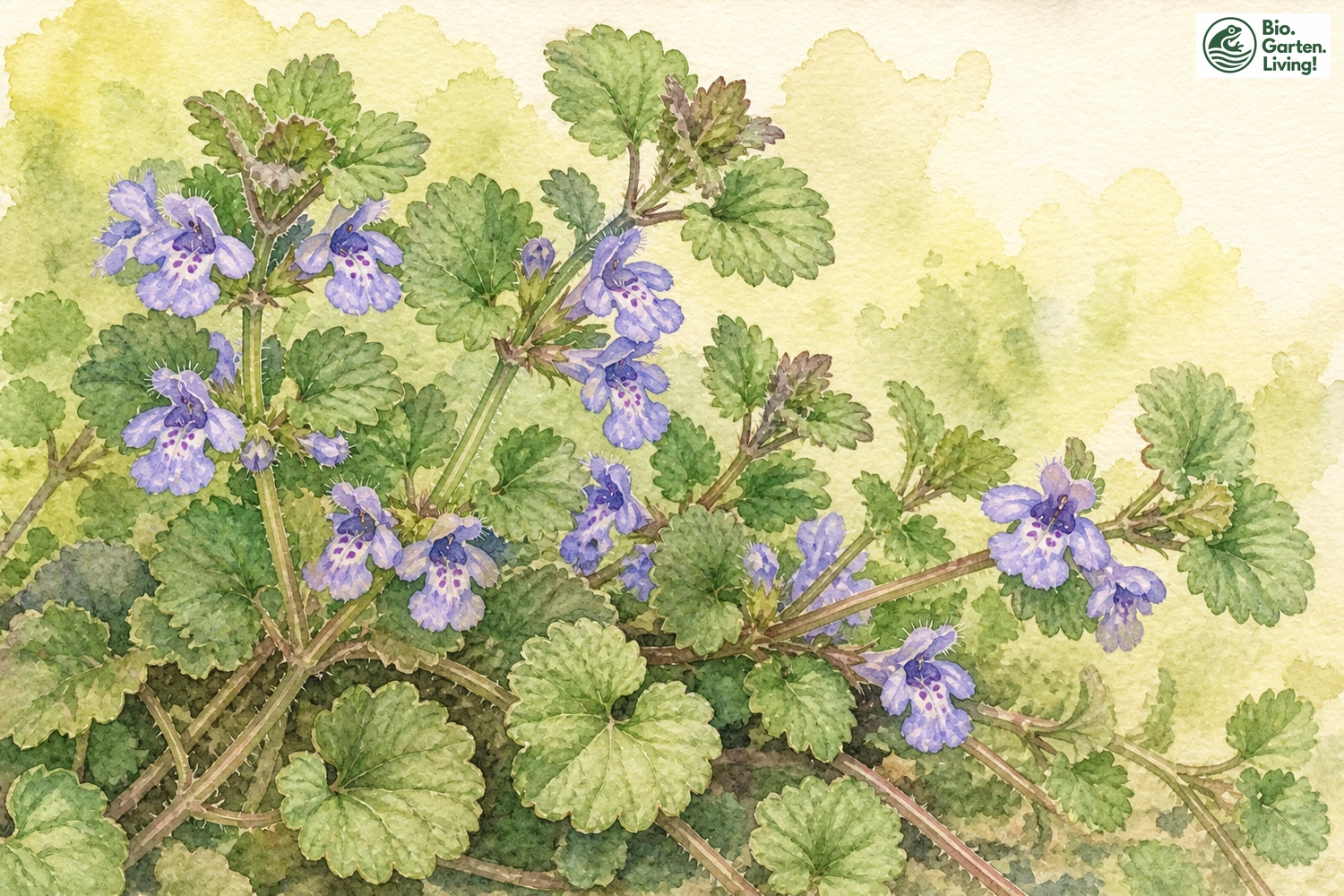 Aquarellillustration des Gundermanns (Glechoma hederacea)