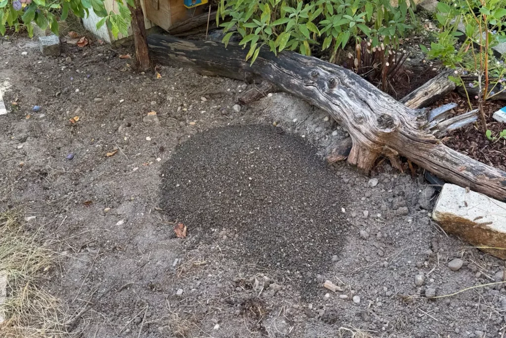 Splitt wird zur Verbesserung der Drainage in einem heimischen Staudenbeet ausgebracht.