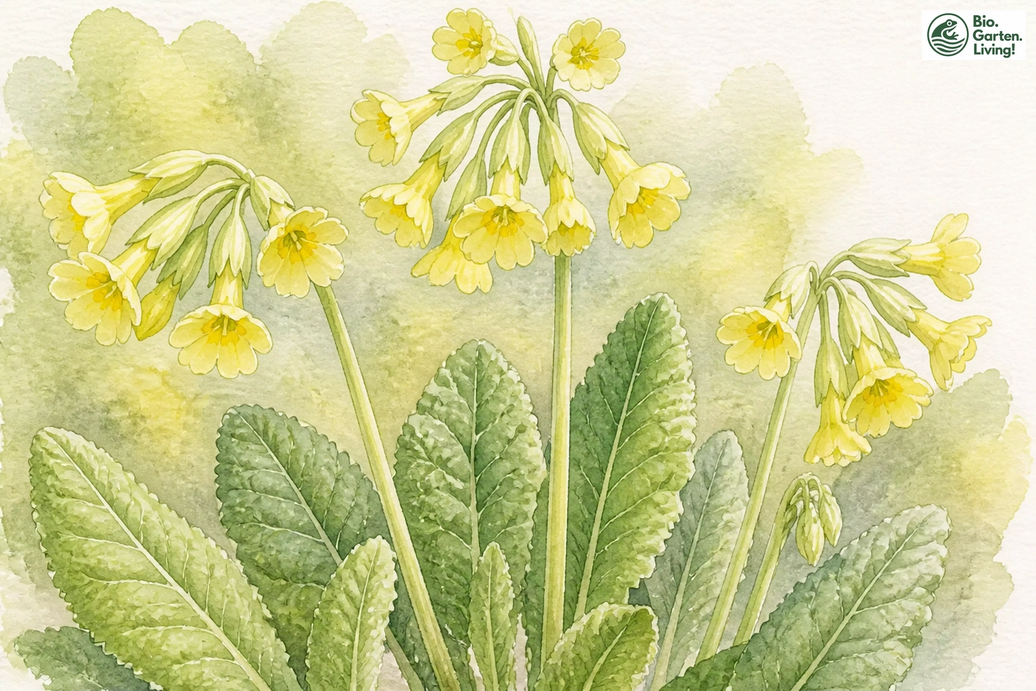 Aquarellillustration der Hohen Schlüsselblume (Primula elatior)
