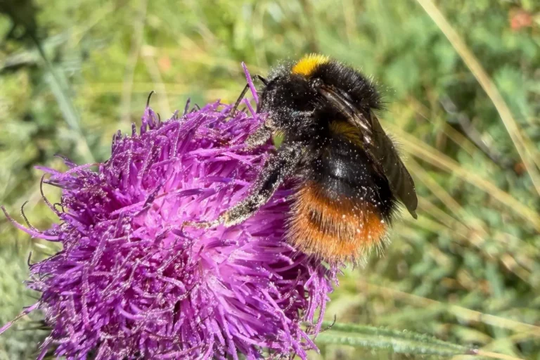 10 faszinierende Fakten über Hummeln – erstaunliche Fähigkeiten der pelzigen Wildbienen Hummel mit orangefarbenem Hinterleib auf einer violettfarbenen Distelblüte.