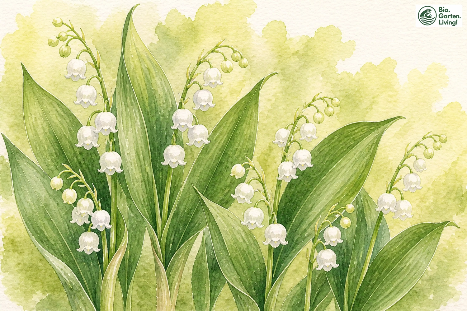 Aquarellillustration des Maiglöckchens (Convallaria majalis)