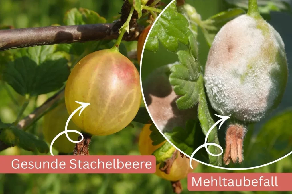 Gesunde Stachelbeere im Vergleich zu einer von Mehltau befallenen Frucht