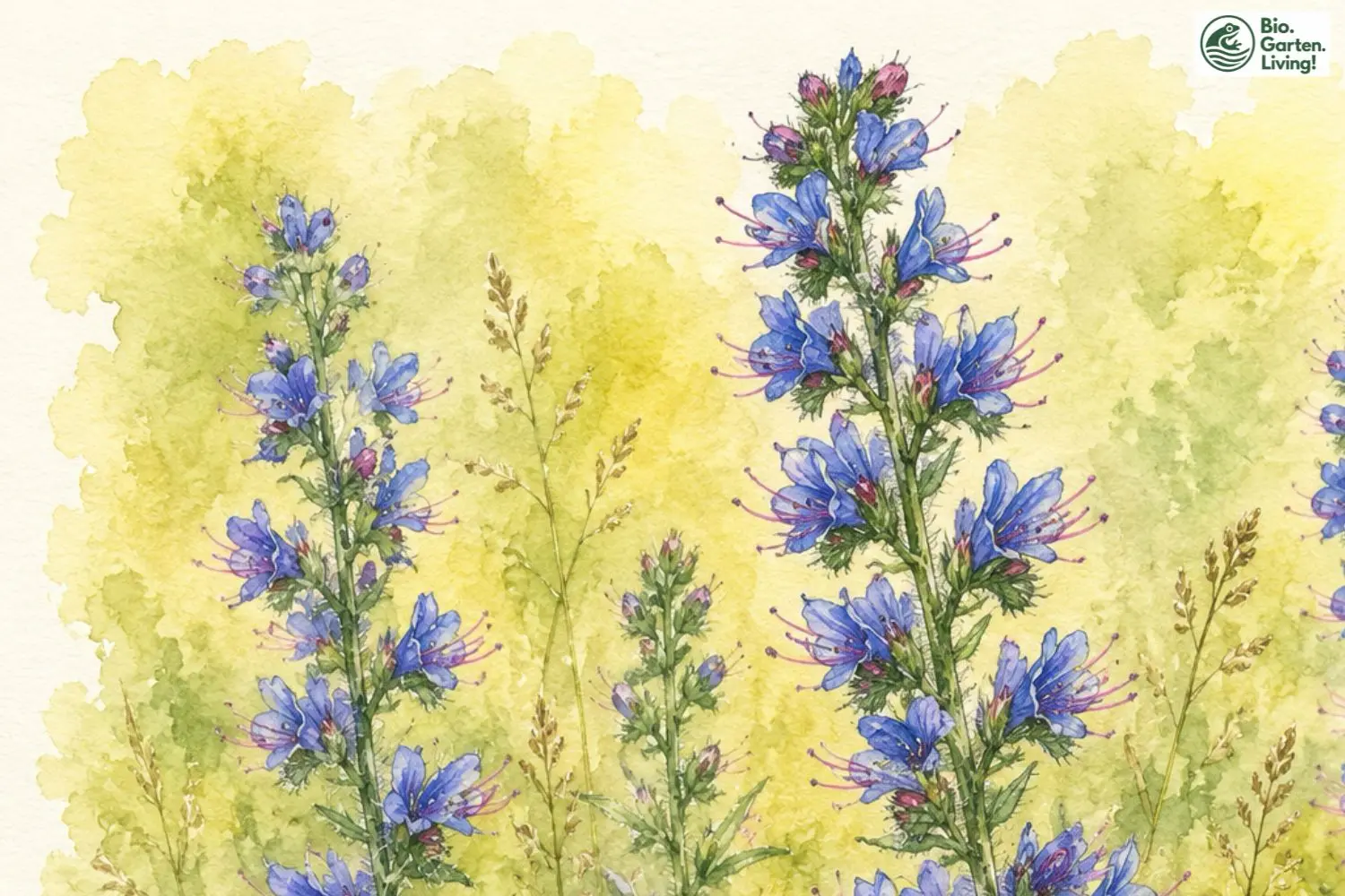 Aquarellillustration des Gewöhnlichen Natternkopfs (Echium vulgare)