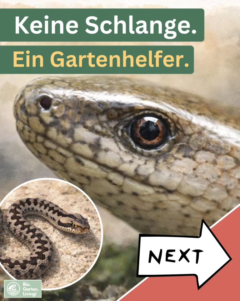 Vorschau der Naturkarte über Blindschleichen.