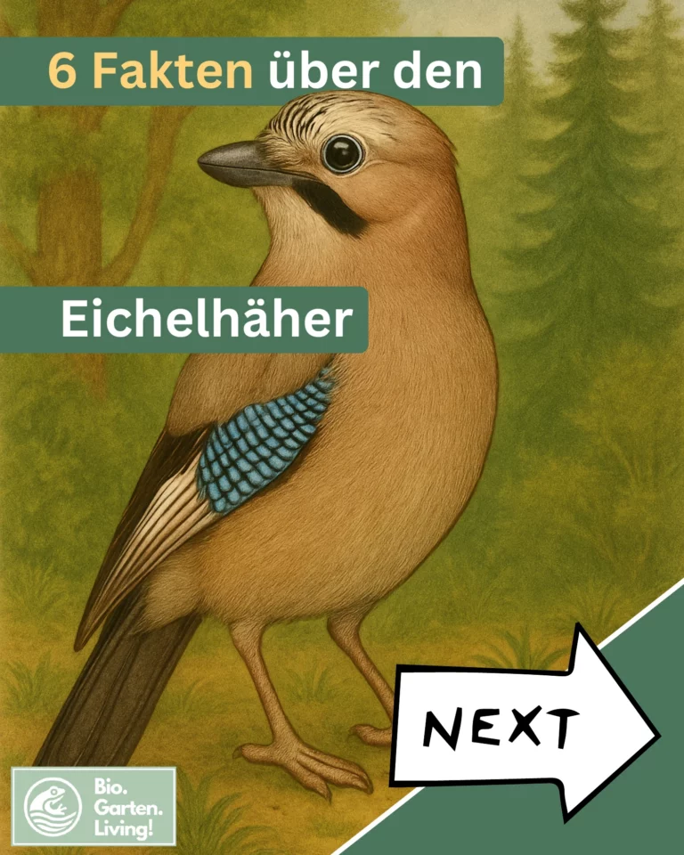 Vorschau der Naturkarte über den Eichelhäher.