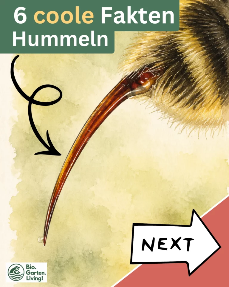 Vorschau der Naturkarte über Hummeln.