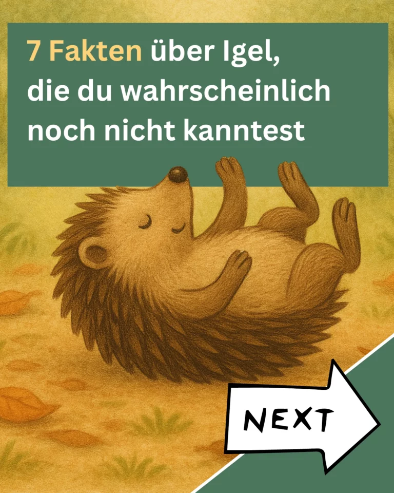 Vorschau der Naturkarte über den Igel.