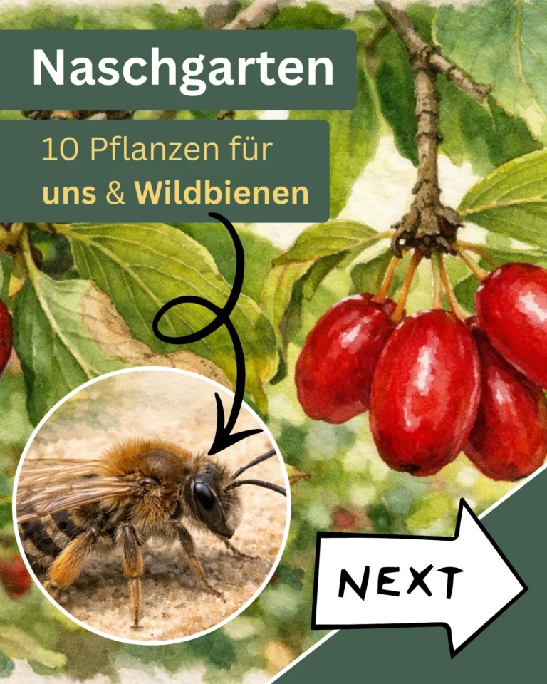 Vorschau der Naturkarte über einen Naschgarten für Mensch und Wildbienen.