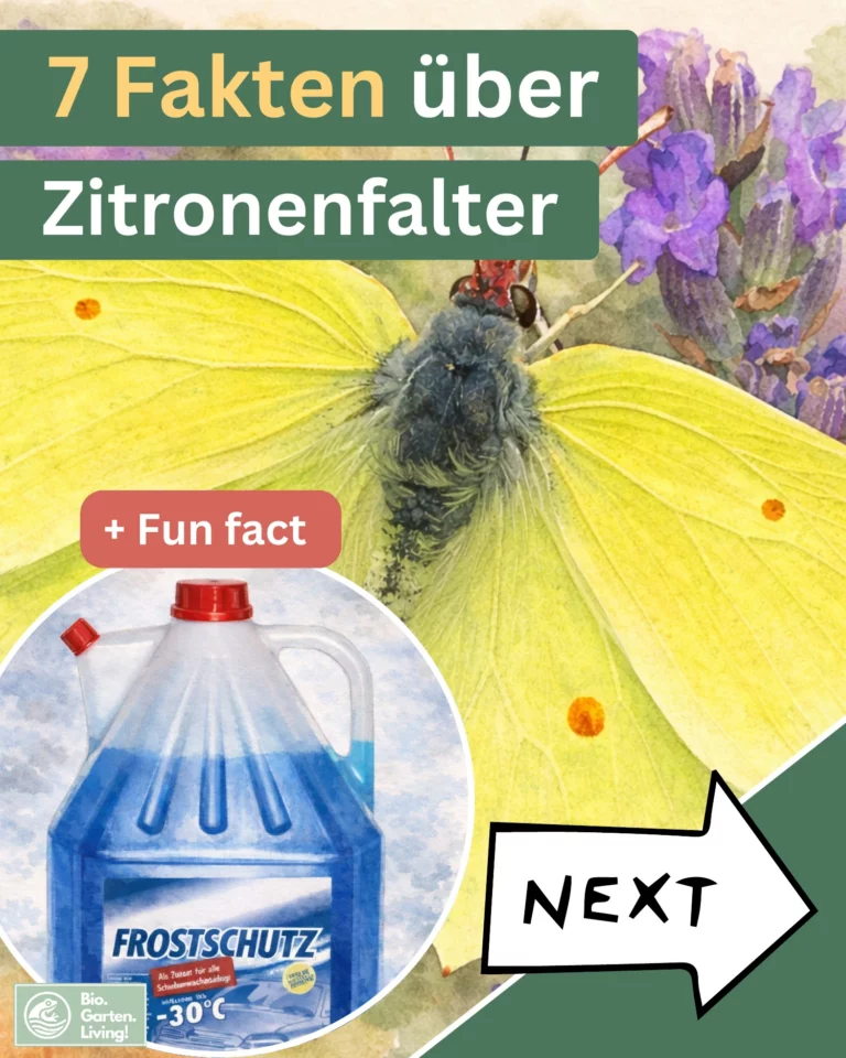 Vorschau der Naturkarte über den Zitronenfalter.