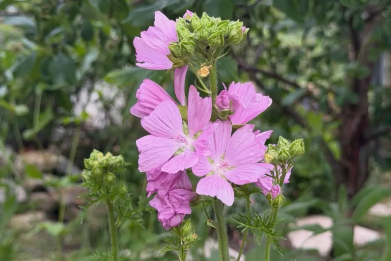 Winterharte heimische Stauden: robuste Arten für deinen Garten Rosafarbene Blüten der Rosen-Malve (Malva alcea) in einem naturnahen Garten.
