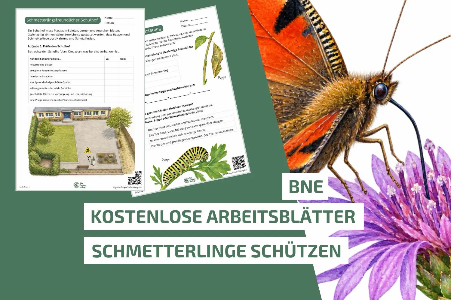 Schmetterlinge schützen: Unterrichtsmaterial für die Grundschule