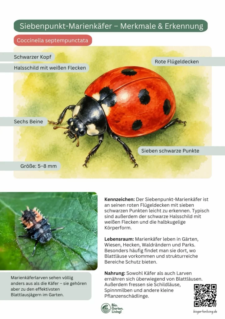 Steckbrief eines Siebenpunkt-Marienkäfers mit beschrifteten Merkmalen wie roten Flügeldecken, sieben schwarzen Punkten und Halsschild.