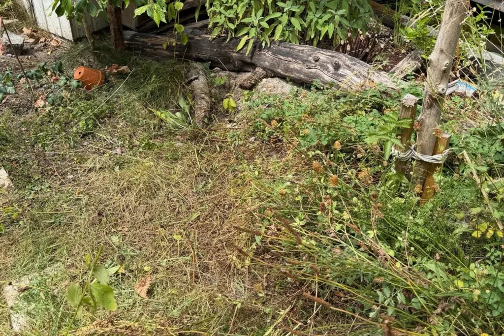 Fläche mit Wildwuchs vor der Anlage eines heimischen Staudenbeets