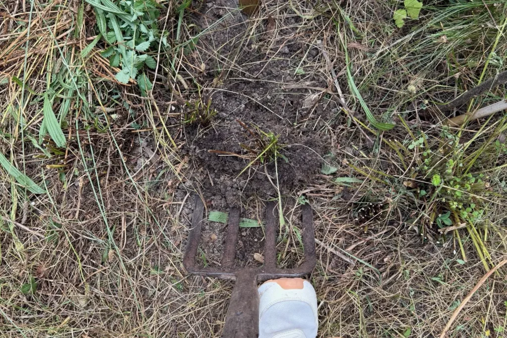 Grabegabel beim Entfernen von Wurzelunkräutern vor dem Anlegen eines Staudenbeets