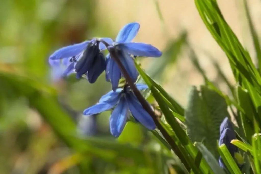 Blaue Blüten eines Blausterns im Frühlingsgarten
