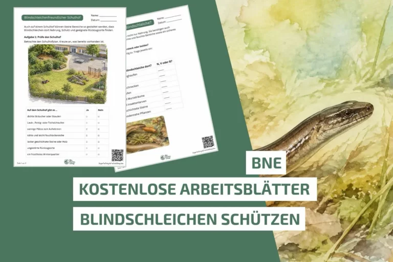 Kostenlose BNE-Arbeitsblätter zum Schutz der Blindschleiche