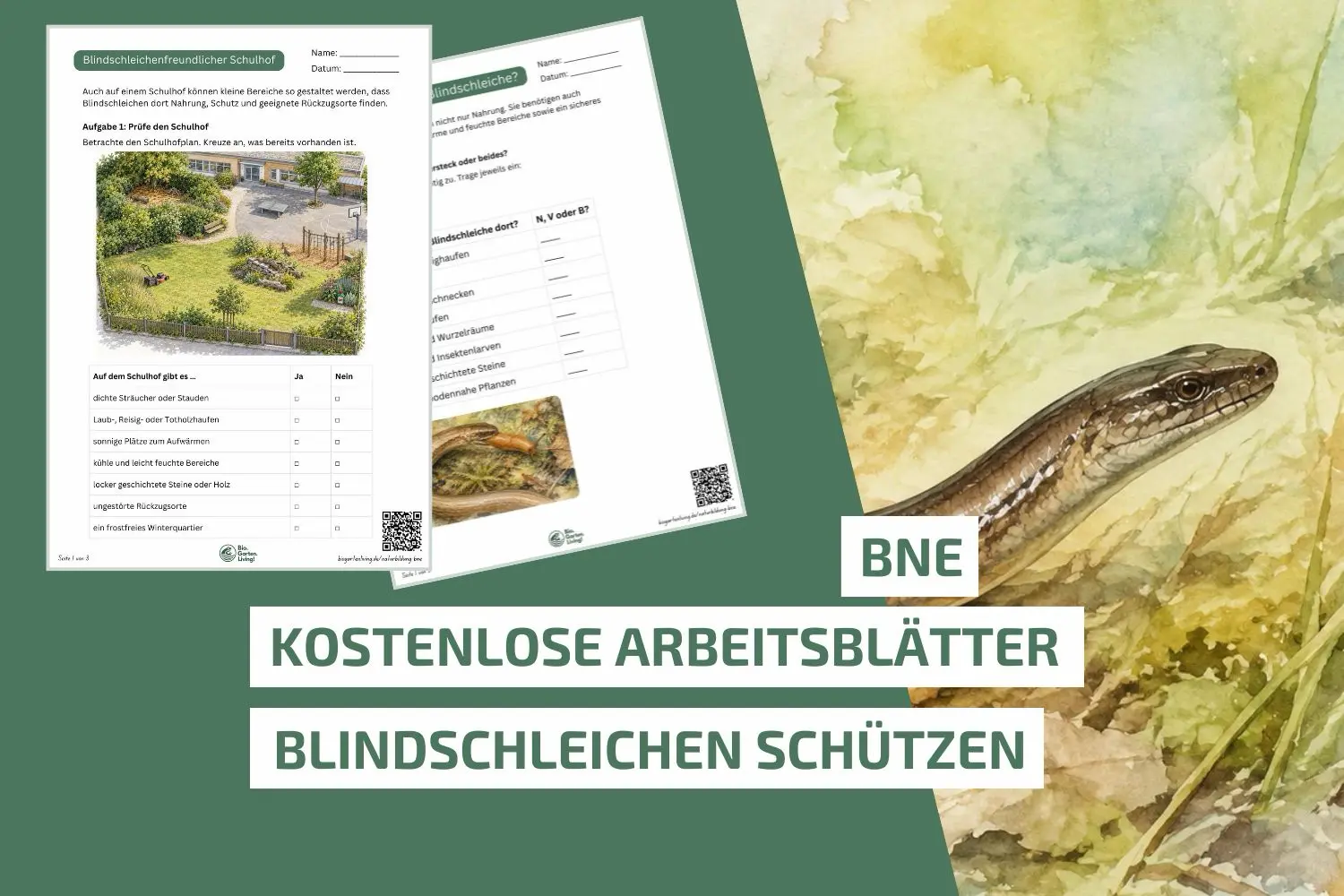 Blindschleichen schützen: Unterrichtsmaterial für die Grundschule