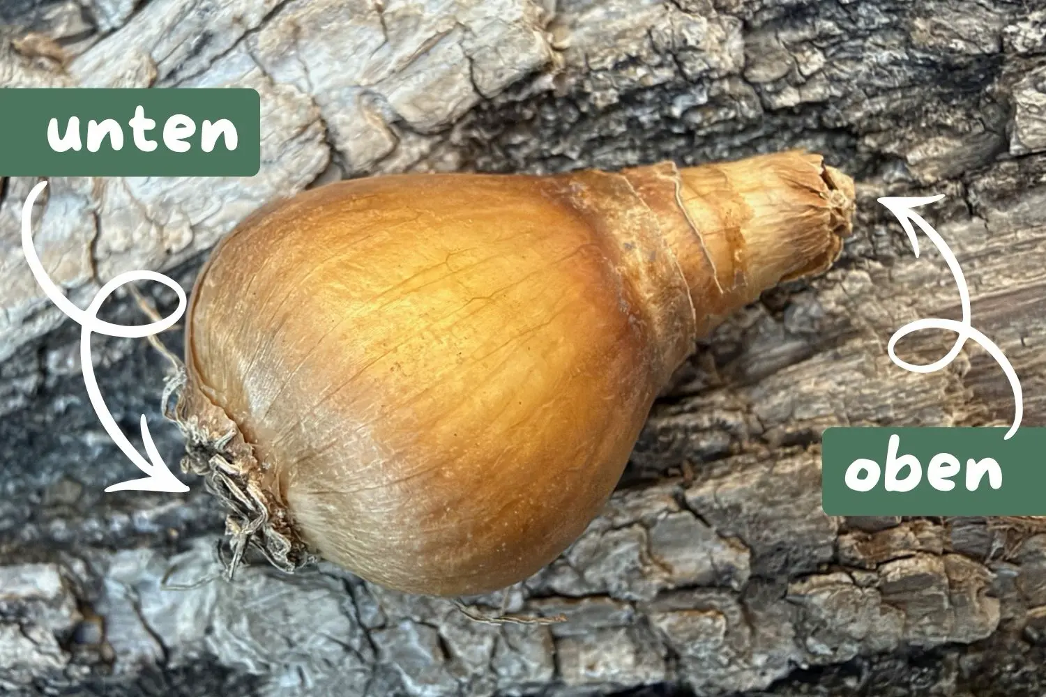 Blumenzwiebeln richtig pflanzen: Tiefe, Abstand und Anleitung