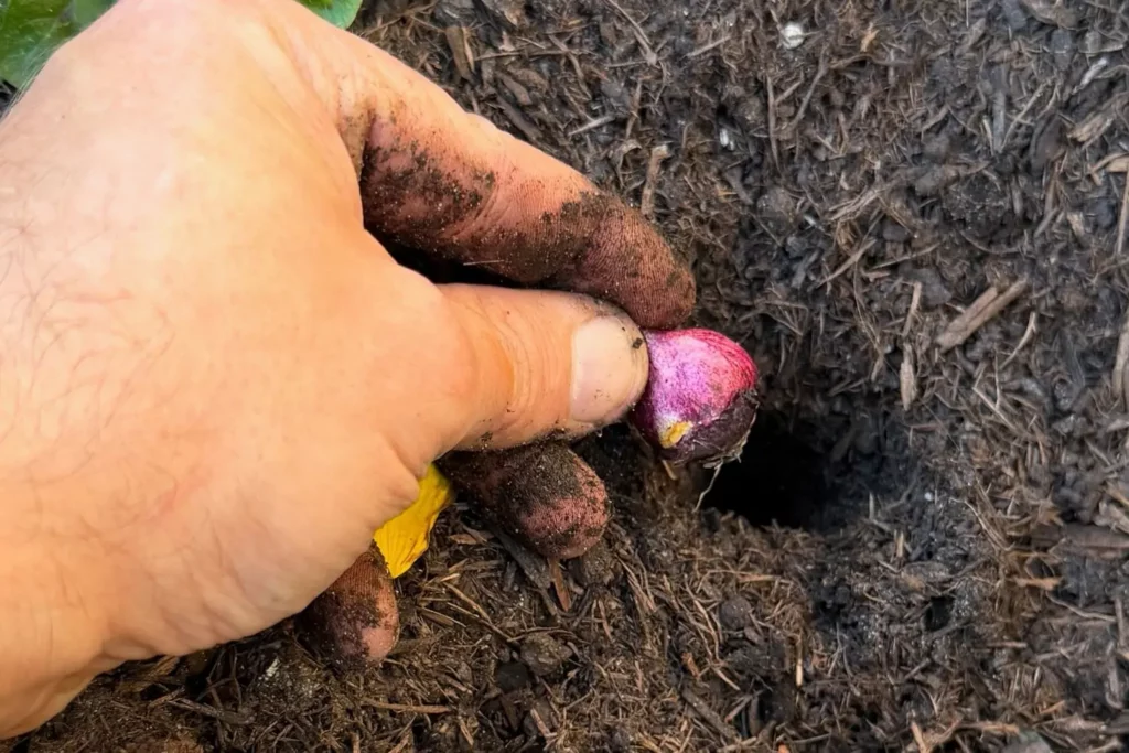 Kleine Blumenzwiebel wird mit dem Wurzelansatz nach unten in das Pflanzloch gesetzt