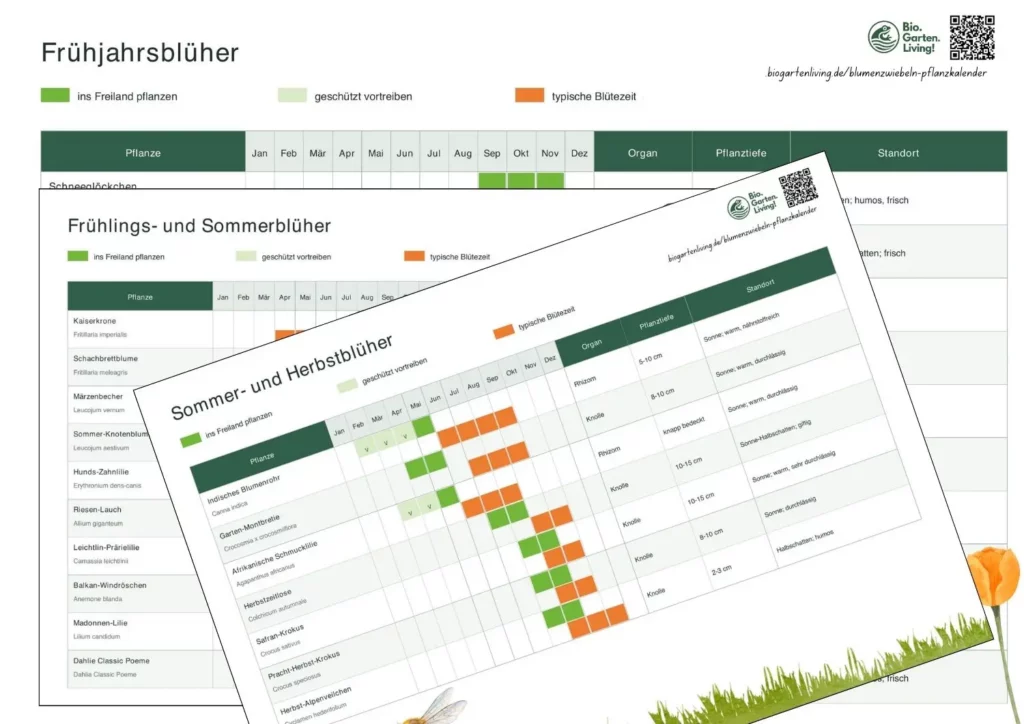 Blumenzwiebeln-Pflanzkalender mit Pflanzzeit, Blütezeit, Pflanztiefe und Standort für Frühjahrs-, Sommer- und Herbstblüher