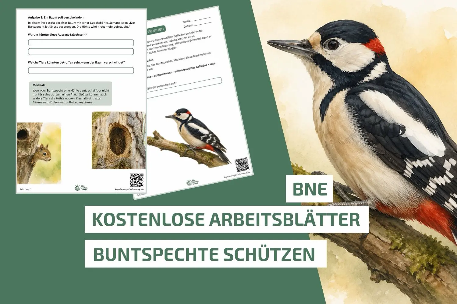 Buntspechte schützen: Unterrichtsmaterial für die Grundschule